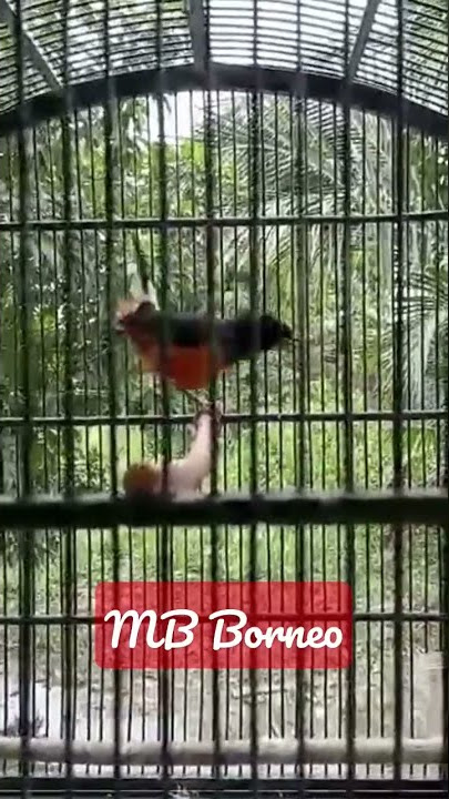 Murai batu Borneo full isian