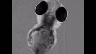 Zebrafish development Lightsheet microscopy 3 days