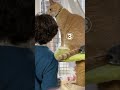 【猫動画かわいい】 まさかの展開に　ニャルソック中の出来事
