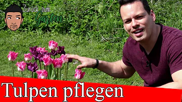 In welchem Monat blühen die Tulpen?