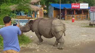 Rhino came out from Chitwan National Park Nepal