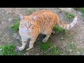 Male cat tried to mate with 3 different cats
