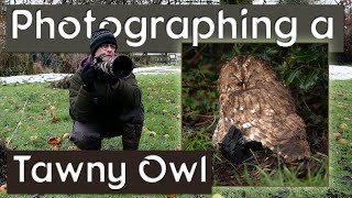 Photographing an Owl in my back garden   using my Nikon Z6ii