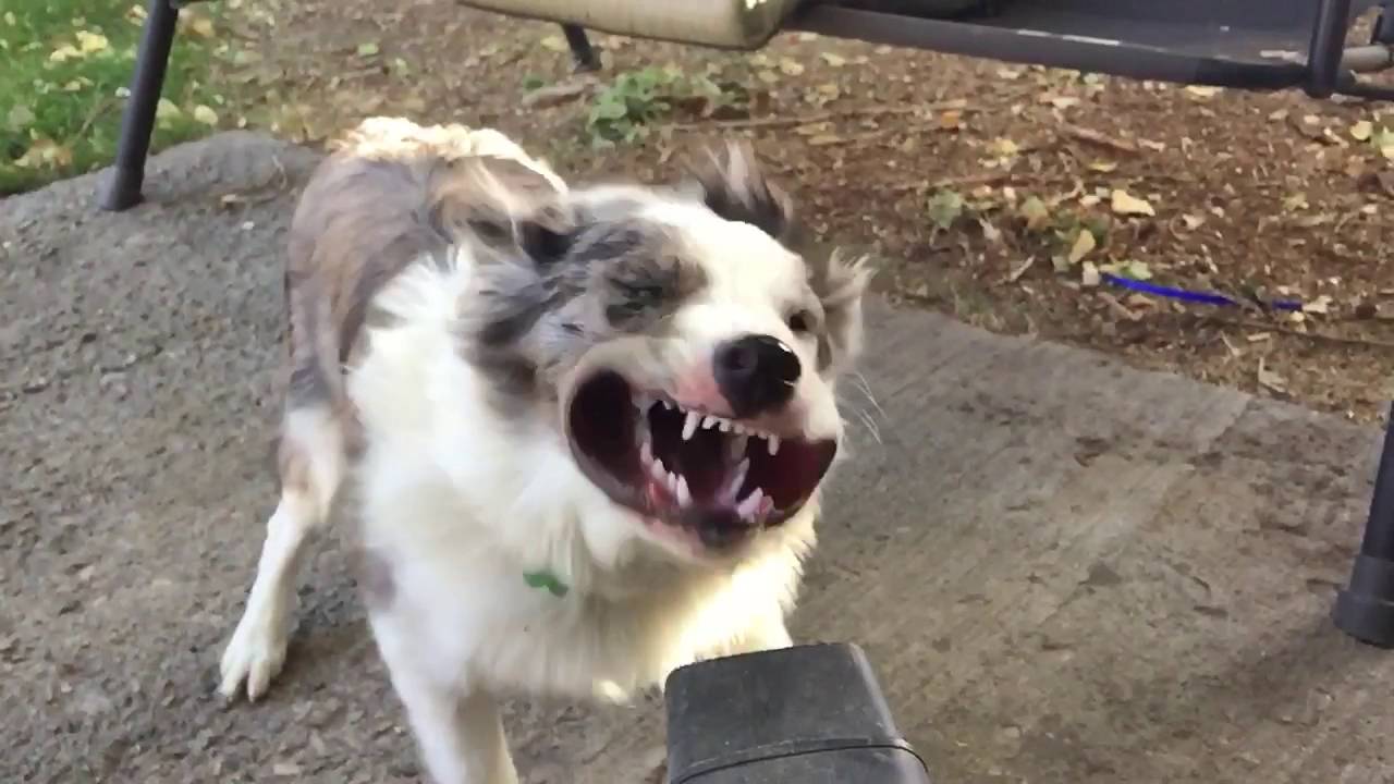 Dog and a leaf blower in slow motion. YouTube