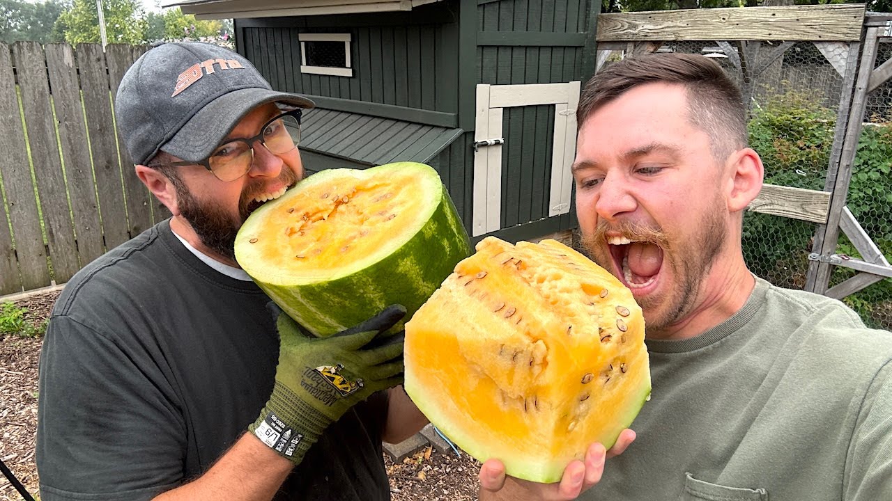 first time tasting yellow watermelon 🍉👨🏻‍🌾