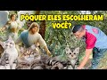 ESPIRITUALIDADE POR QUE ELA TE ENVIOU UM GATO? SAIBA DA VERDADE SPIRITBOX 