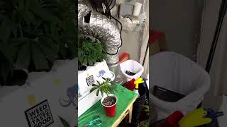Cloning and Veg Update Surgery’s in 8 days!!