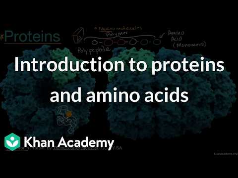 Introduction to proteins and amino acids | Grade 11 | biology | NCERT | Khan Academy (IN accent)