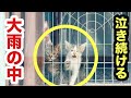 外は大雨…隔離部屋から泣き続ける保護子猫、ひたすら待ち続ける健気な姿に胸が熱くなります