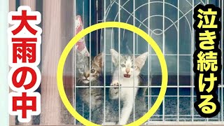 外は大雨…隔離部屋から泣き続ける保護子猫、ひたすら待ち続ける健気な姿に胸が熱くなります