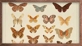 Vintage Academia Butterfly Study 🦋 | Scientific Wood Frame TV Art with Relaxing Piano in 4K HD screenshot 5
