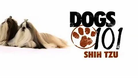 Shih Tzu - Dogs 101