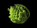 Fractals Quiz