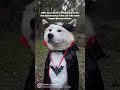 Draculaxnaruto       akitainu akita