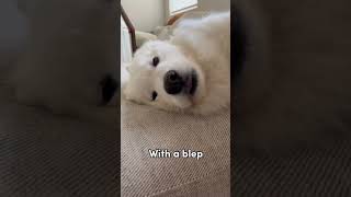 When napping is your FAVORITE activity #samoyed #nap