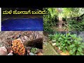 ಮಳೆಯಿಂದಾಗಿ ಅಡಿಕೆ ತುಂಬಾ ಬೀಳ್ತದೆ | ಅಡಿಕೆ ಹೆಕ್ಕಿದೆ | ಕೋಳಿಯ ಉಪದ್ರ 😤