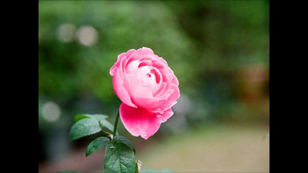 The Rose Piano Solo Version ザ ローズ ピアノ ソロ Youtube