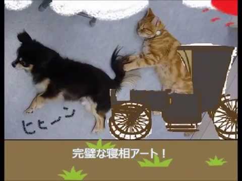 面白い 犬猫の寝相アートが傑作 わんちゃんが寝ている間に Youtube