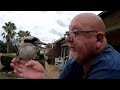 Kookaburras making short work of dinner