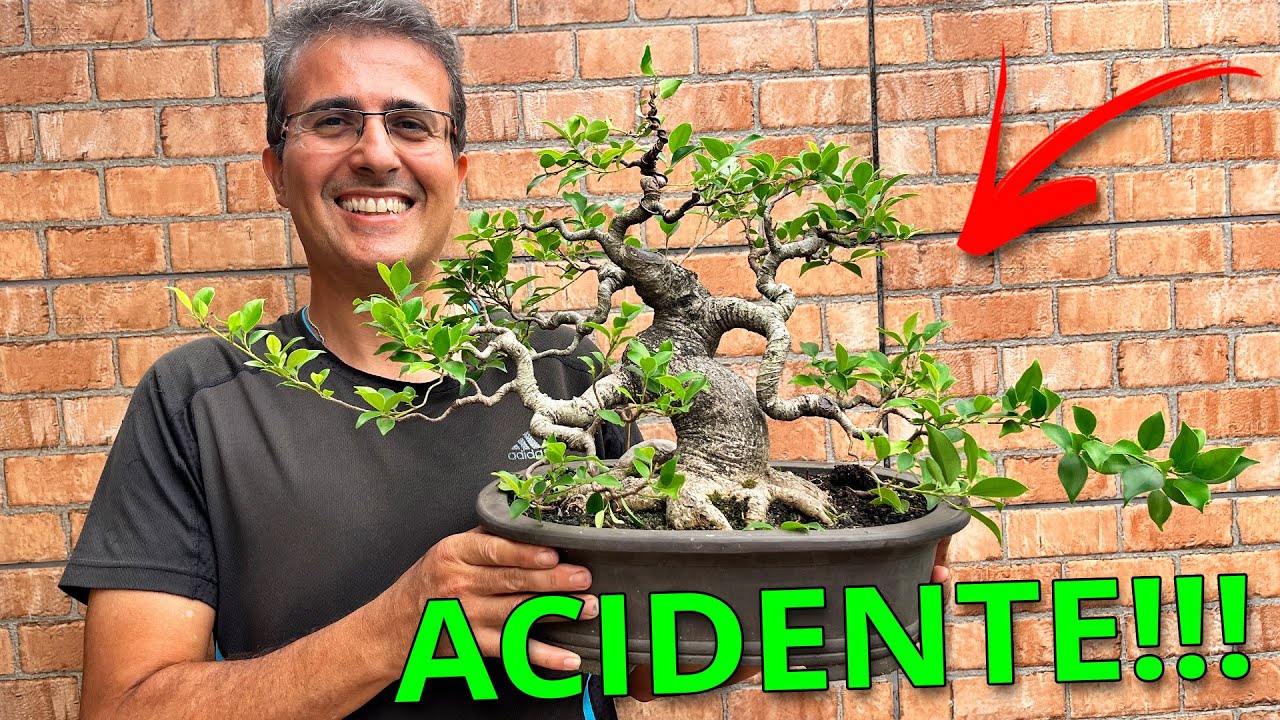 Um acidente mudou completamente o rumo deste bonsai!!!