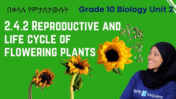 Grade 10 Biology Unit 2: 2. 4. 2 Reproductive and Life Cycle of Flowering Plants Saquama | ሳቋማ