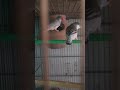 #shorts zebra finches