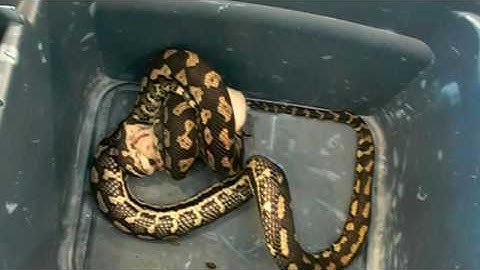 jungle carpet python eats a rat