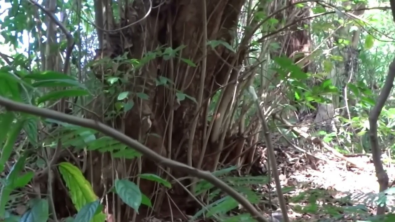 On the Nature Trail   4