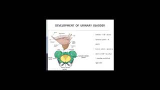 23 April, 2020 Development Of Genital System