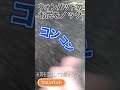 ウォンバットのお尻をノックしてみると… #Shorts #茶臼山動物園