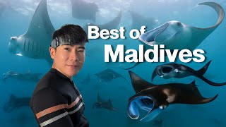8 Days on a Liveaboard in the Maldives | Diving with Hundreds of Manta Rays at Hanifaru Bay