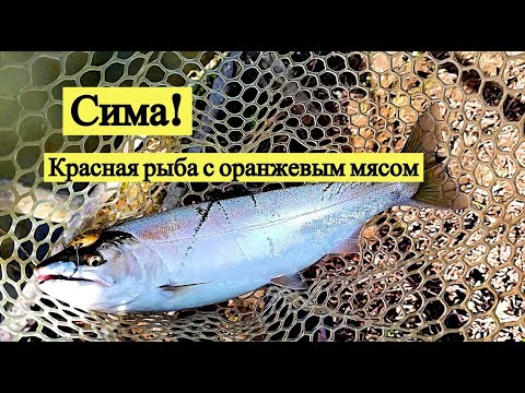 Сима! Красная рыба с оранжевым мясом