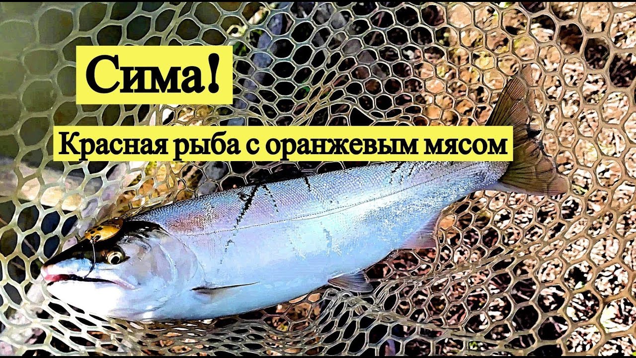 Рыба Сима Фото