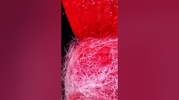 microscope satisfying video : #zoom #macro #macrovideo #asmr #macrofying #microscope #satisfying #ft