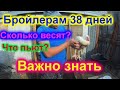 Бройлерам 38 дней!! Когда кормить стартом!!! Пропойки, корм, содеожание!!! Вес дворнжек!!!