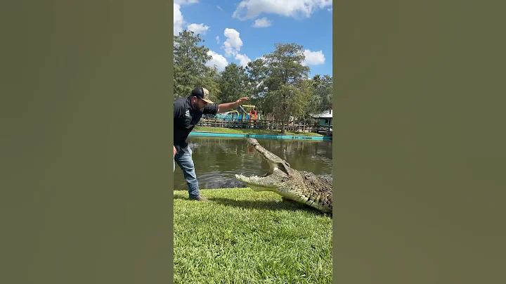 Lyle the Nile Crocodile is a Giant Crocodile! #nilecrocodile #crocodile #youtubeshorts #shortsfeed