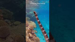 Niue is home to the Flat-tail sea snake, locally called the Katuali