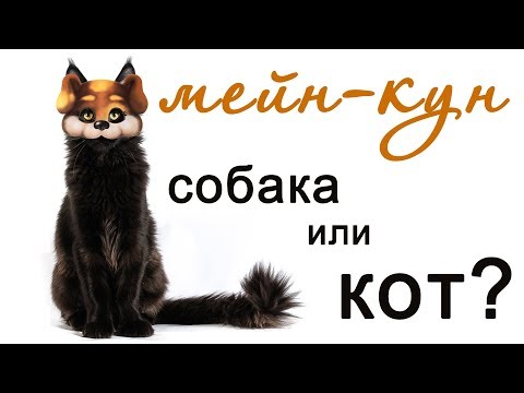 Порода мейн-кун: описание, характеристика, особенности, болезни