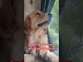 Super happy🥰🥰 #goldenretriever #petshub #vacation #dogreels