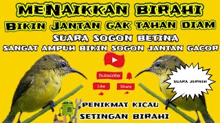 Suara SOGON betina birahi Sangat Ampuh Untuk pancingan burung Sogon bakalan - macat dan malas bunyi