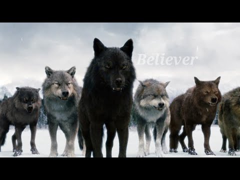 Twilight wolves ~ Believer