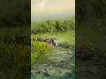 Wildlife Photography || Apexel 28x Telephoto Zoom Lens Photography Video #apexellens #zoomlens