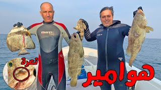 صيد هوامير و حصلنه نعرة في هامور في البحرين 😱 Grouper Spearfishing in Bahrain