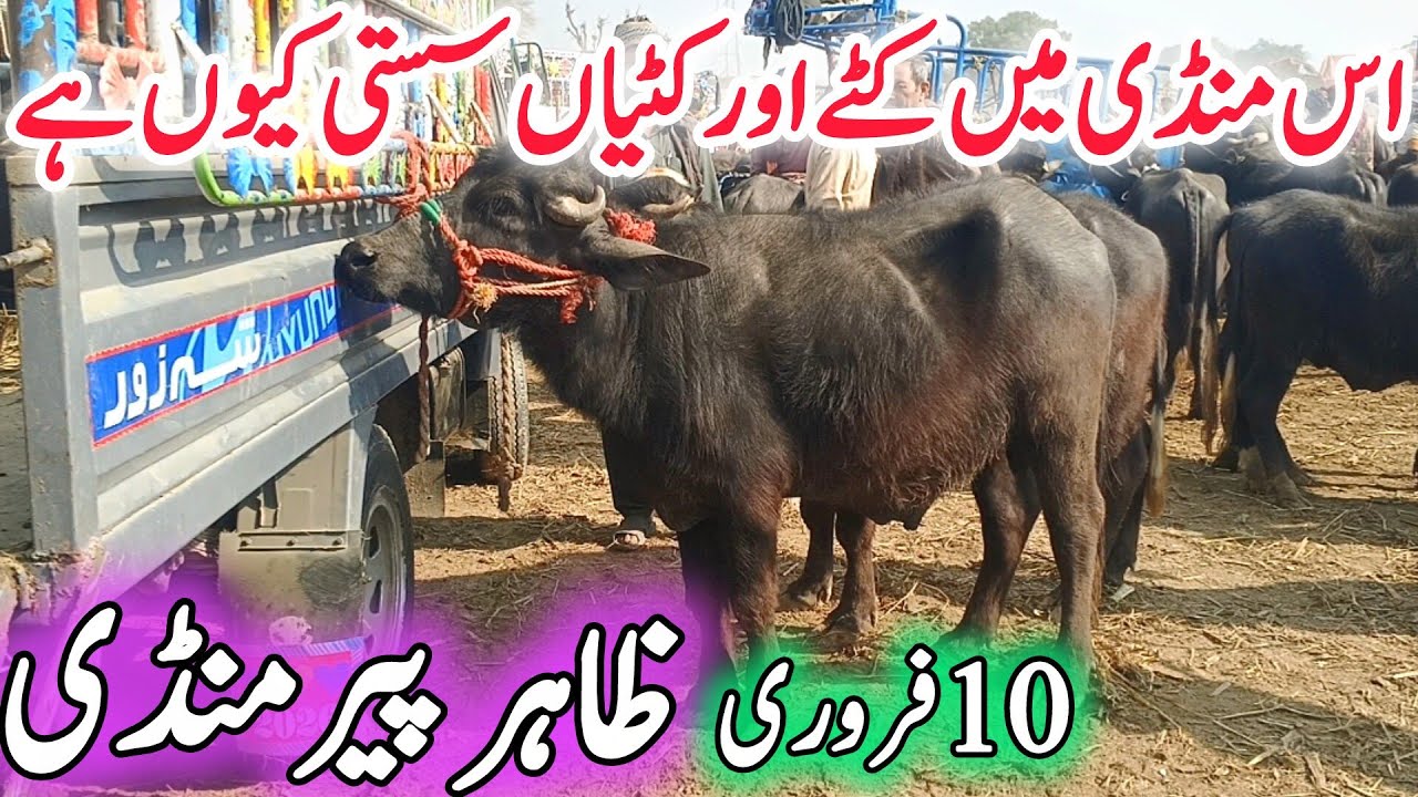 Zahir Pir Buffalo Mandi | Nili Ravi ke Kattian Katte Milking Breeding Jhotiyaa Chand TV Farming