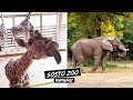 🦒 SÓSTÓ ZOO Nyíregyháza | One of the best &amp; biggest zoos in HUNGARY | Staying at the Pangea Hotel 🦕