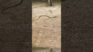 Snake chases down frog!!! #nature #snake