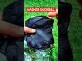 Masker Duckbill 50 pcs