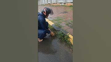 Clean Culvert Clogged Drain #unclog #clean #drain #shorts