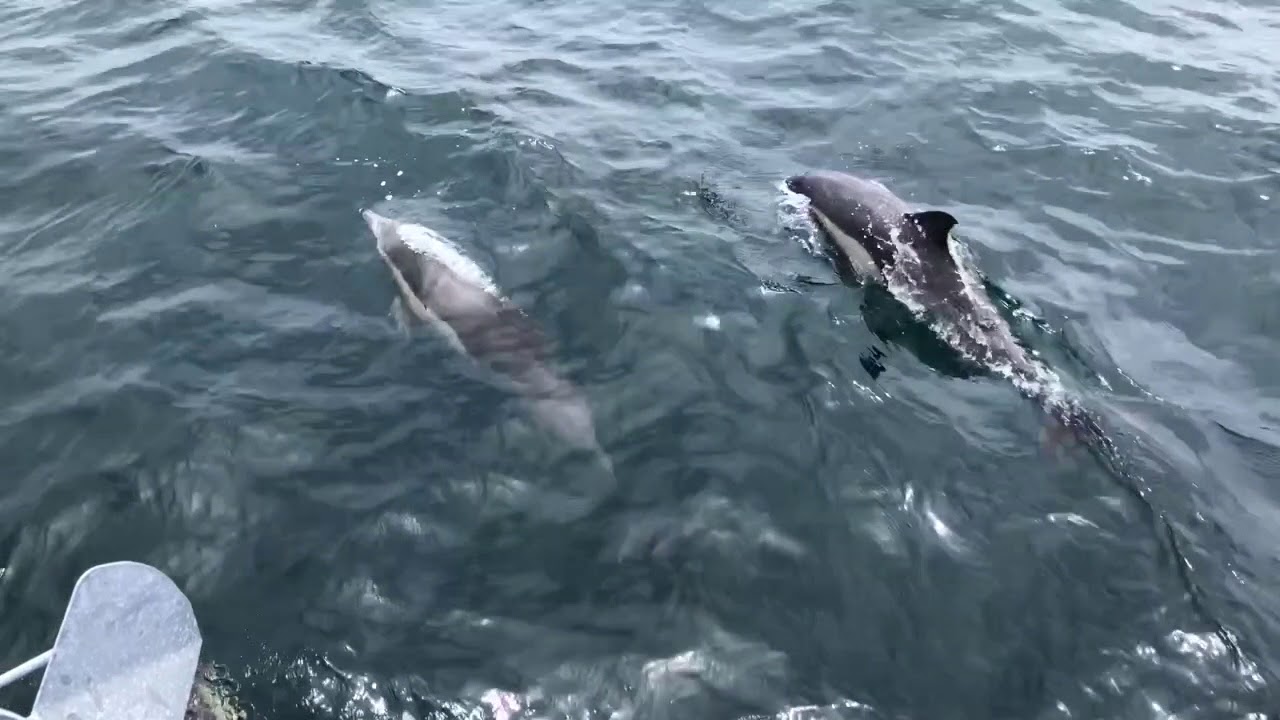 The Day of the Dolphin - YouTube