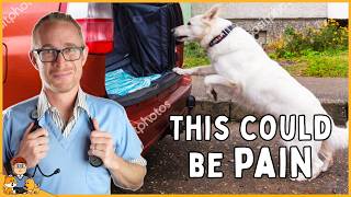 5  subtle signs your dog is in PAIN
